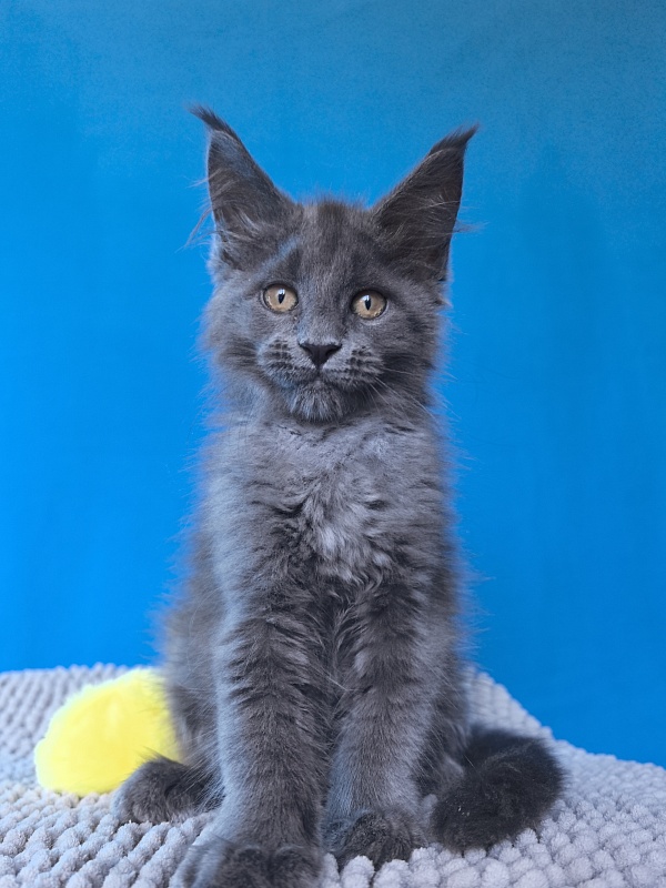 Pluto Akbars - Kitten maine-coon 2 months 3 weeks