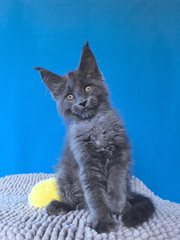 Pluto Akbars - Kitten maine-coon 2 months 3 weeks