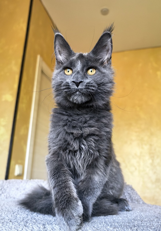 Pluto Akbars - Kitten maine-coon 4 months 3.5 weeks