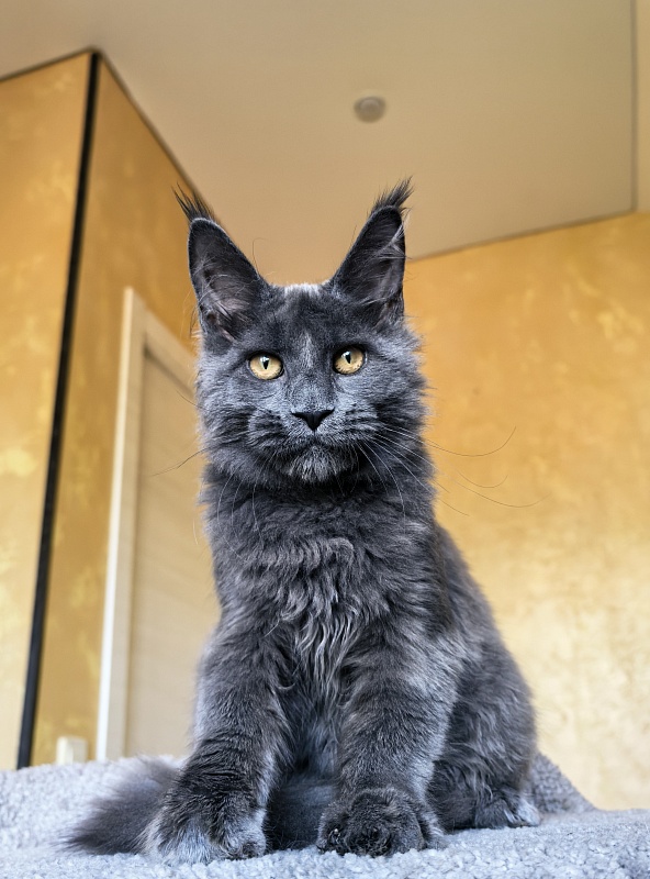 Pluto Akbars - Kitten maine-coon 4 months 3.5 weeks