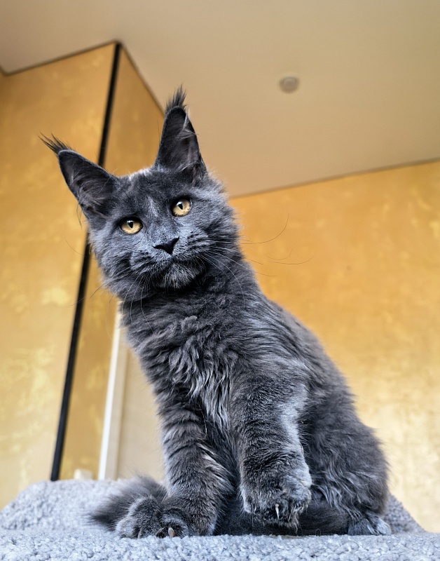 Pluto Akbars - Kitten maine-coon 4 months 3.5 weeks