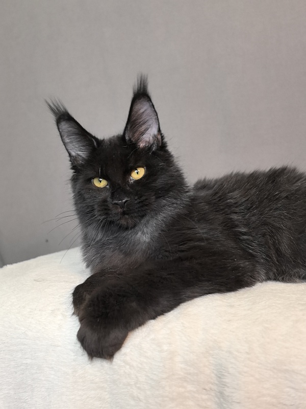 Pauline  Akbars - Kitten maine-coon 5 months 4 weeks