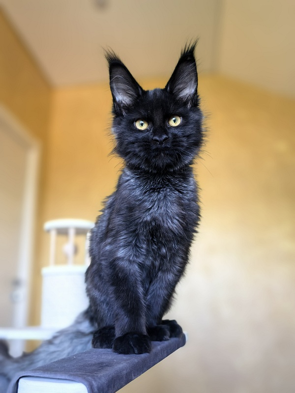 Pauline  Akbars - Kitten maine-coon 4 months 2.5 weeks