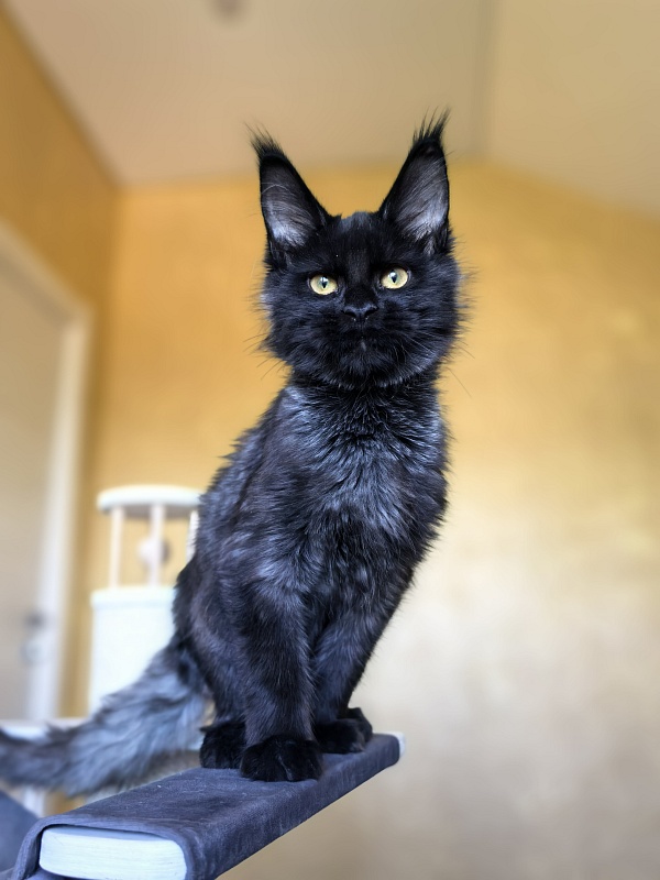 Pauline  Akbars - Kitten maine-coon 4 months 2.5 weeks