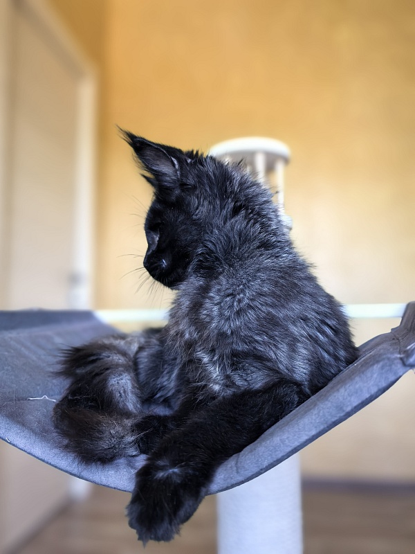 Pauline  Akbars - Kitten maine-coon 4 months 2.5 weeks