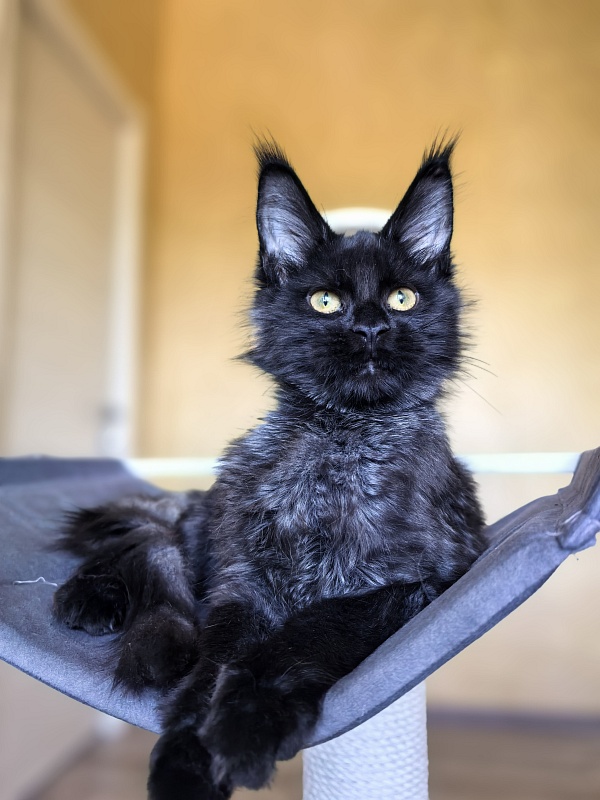 Pauline  Akbars - Kitten maine-coon 4 months 2.5 weeks