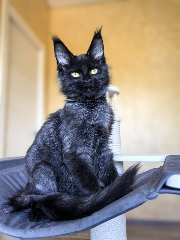 Pauline  Akbars - Kitten maine-coon 4 months 2.5 weeks