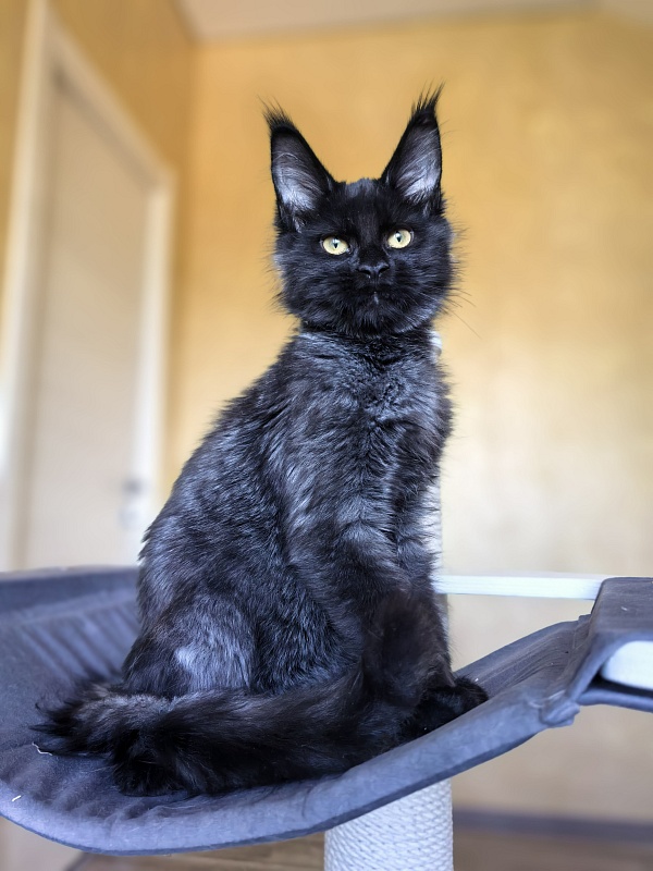 Pauline  Akbars - Kitten maine-coon 4 months 2.5 weeks