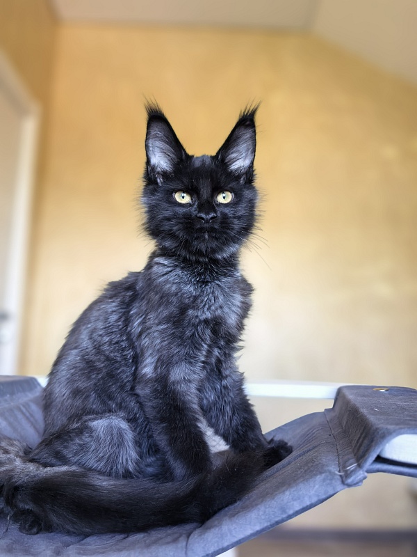 Pauline  Akbars - Kitten maine-coon 4 months 2.5 weeks