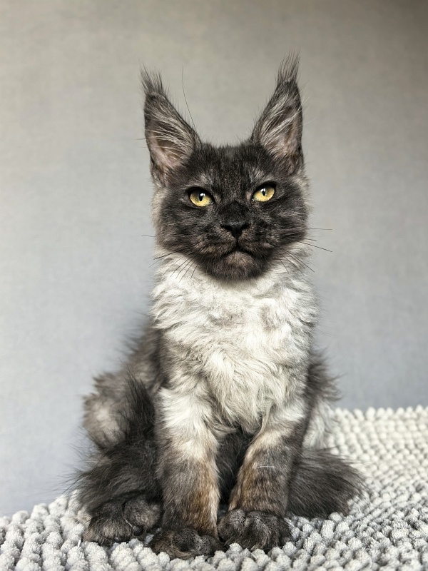 Pan*Dora  Akbars - Kitten maine-coon 3 months 1.5 week