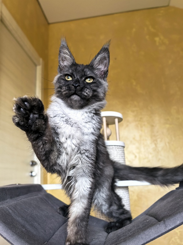 Pan*Dora  Akbars - Kitten maine-coon 4 months 1 week