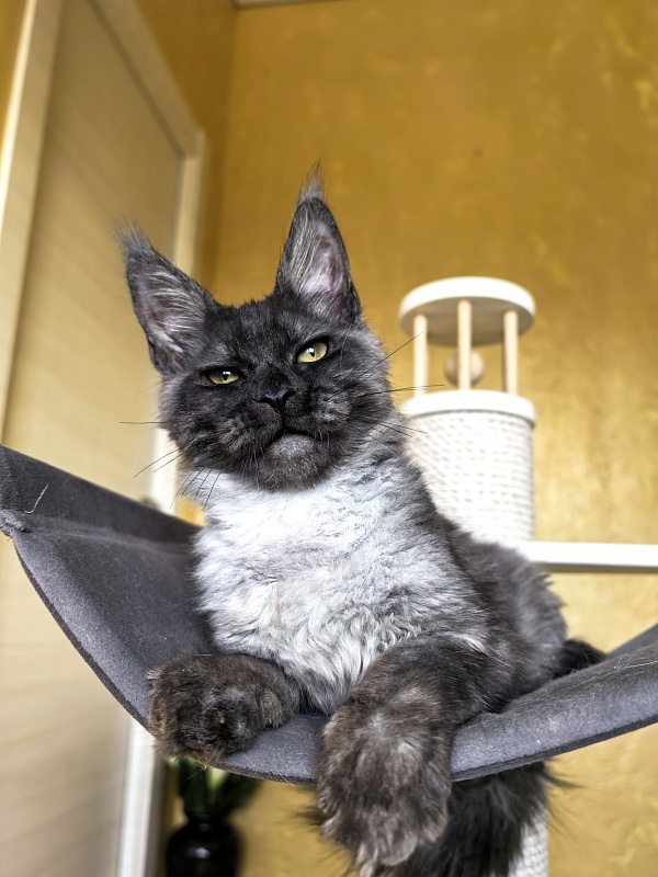 Pan*Dora  Akbars - Kitten maine-coon 4 months 1 week