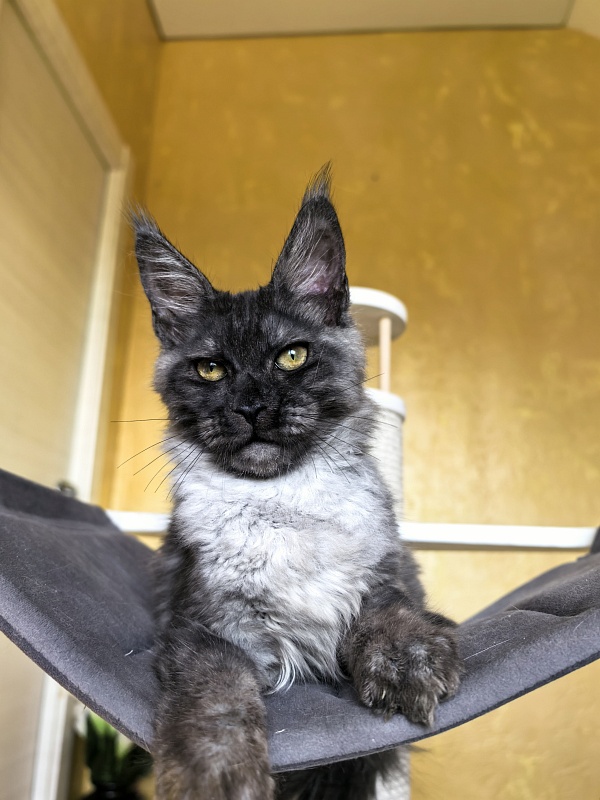 Pan*Dora  Akbars - Kitten maine-coon 4 months 1 week