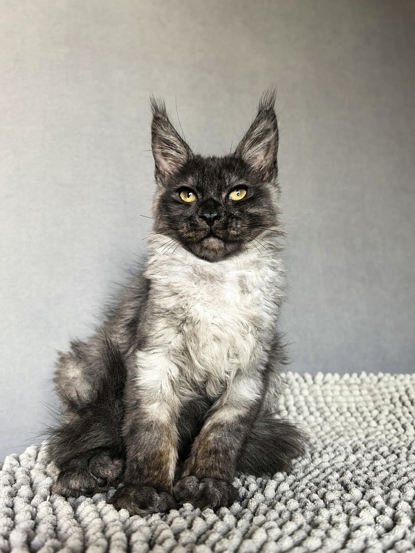 Pan*Dora  Akbars - Kitten maine-coon 3 months 1.5 week