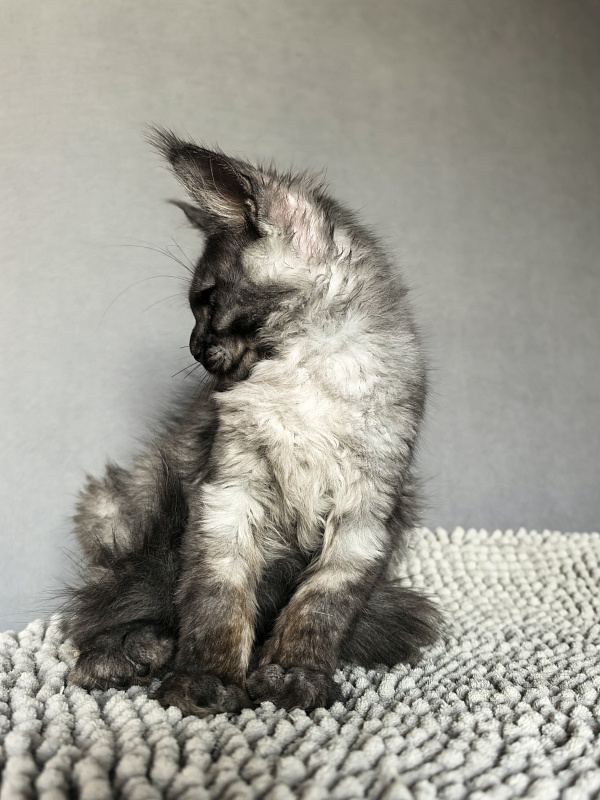 Pan*Dora  Akbars - Kitten maine-coon 3 months 1.5 week