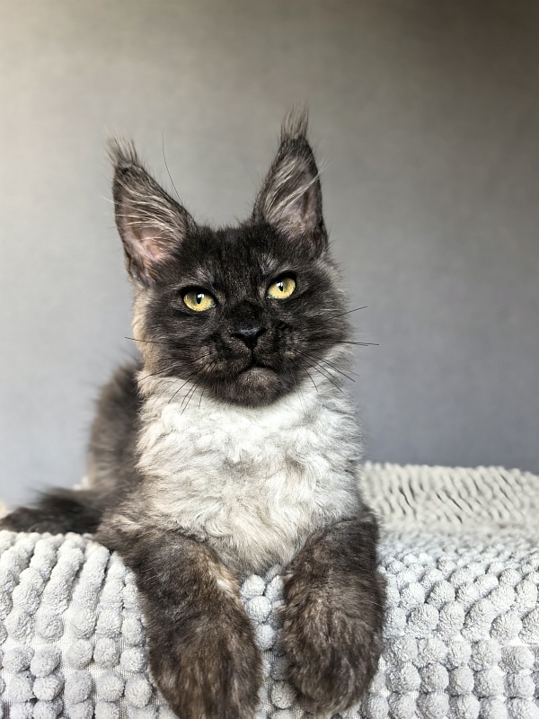 Pan*Dora  Akbars - Kitten maine-coon 3 months 1.5 week