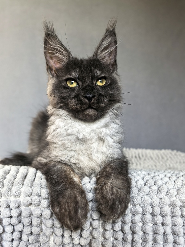 Pan*Dora  Akbars - Kitten maine-coon 3 months 1.5 week