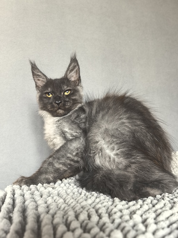 Pan*Dora  Akbars - Kitten maine-coon 3 months 1.5 week