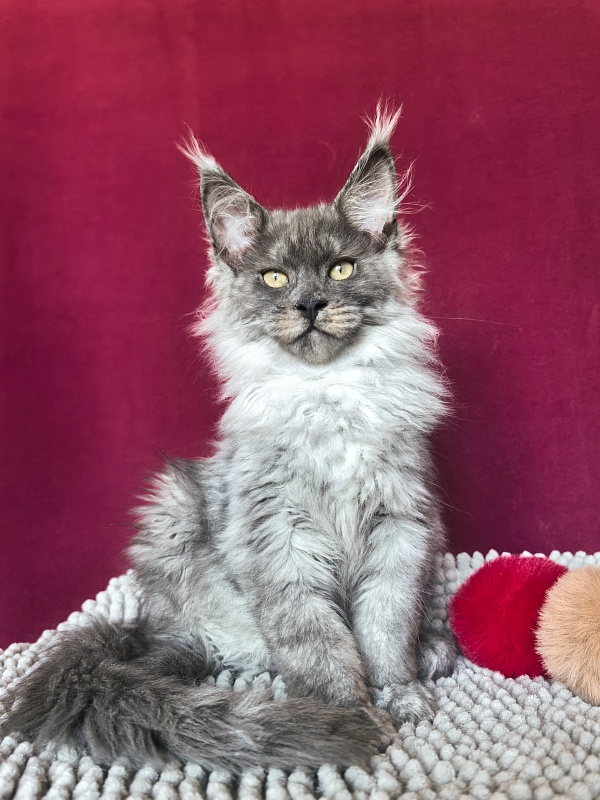 Quintet Akbars - Kitten maine-coon 3 months