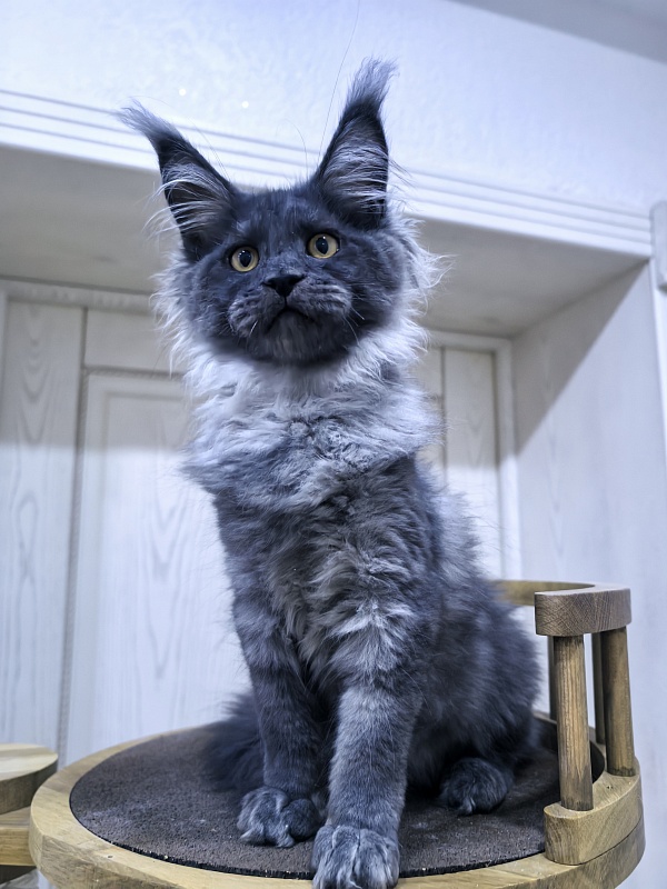 Quintet Akbars - Kitten maine-coon 3 months 4 weeks