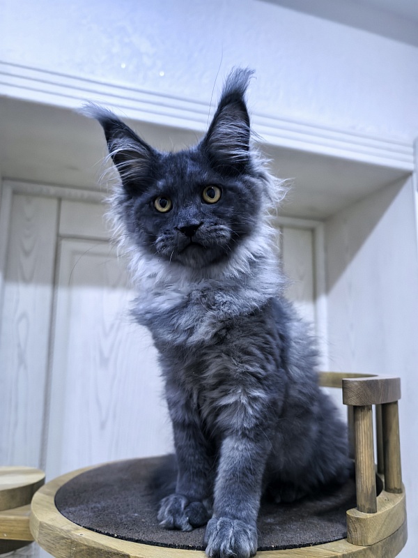 Quintet Akbars - Kitten maine-coon 3 months 4 weeks