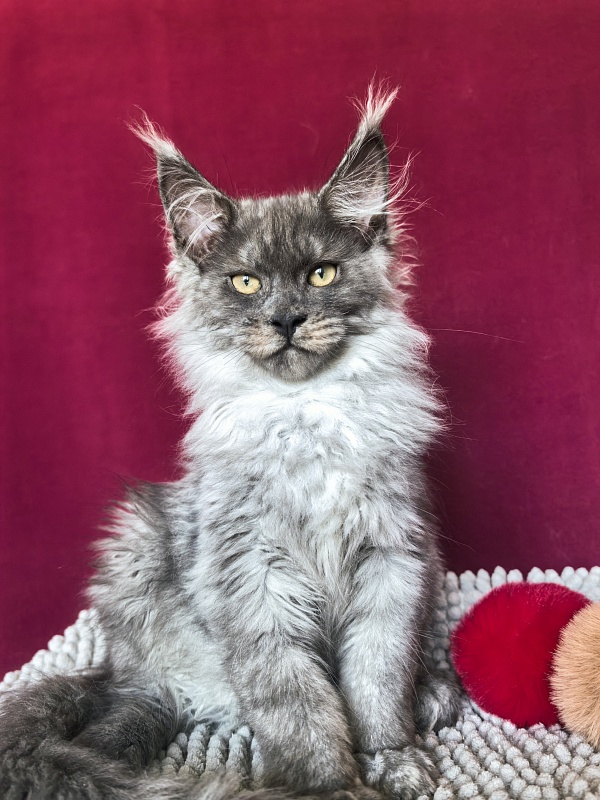 Quintet Akbars - Kitten maine-coon 3 months