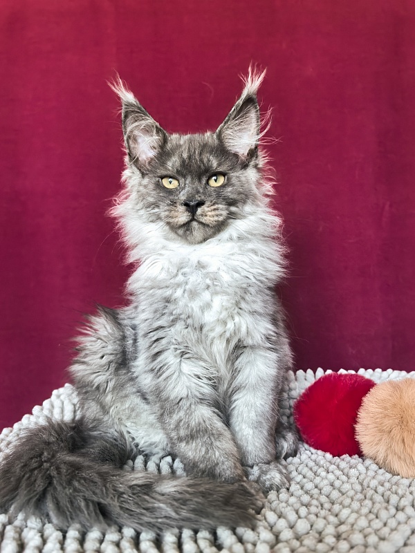 Quintet Akbars - Kitten maine-coon 3 months