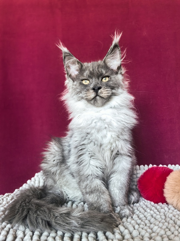 Quintet Akbars - Kitten maine-coon 3 months
