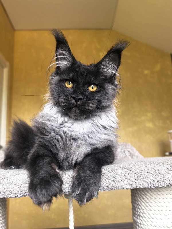 Quarry Akbars - Kitten maine-coon 4 months 2 weeks