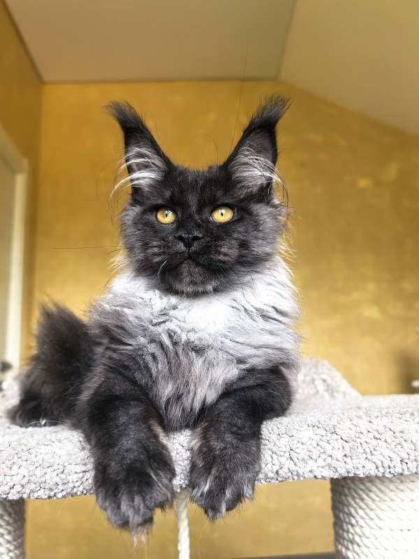 Quarry Akbars - Kitten maine-coon 4 months 2 weeks