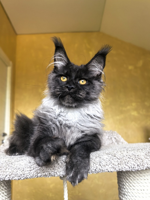 Quarry Akbars - Kitten maine-coon 4 months 2 weeks