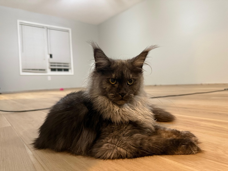 Q*Mary  Akbars - Kitten maine-coon 5 months 4 weeks