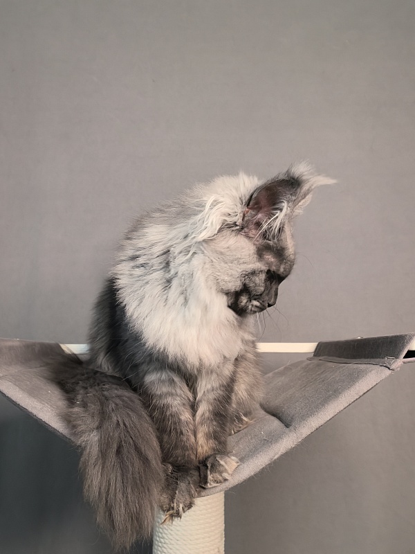 Q*Mary  Akbars - Kitten maine-coon 5 months 1.5 week