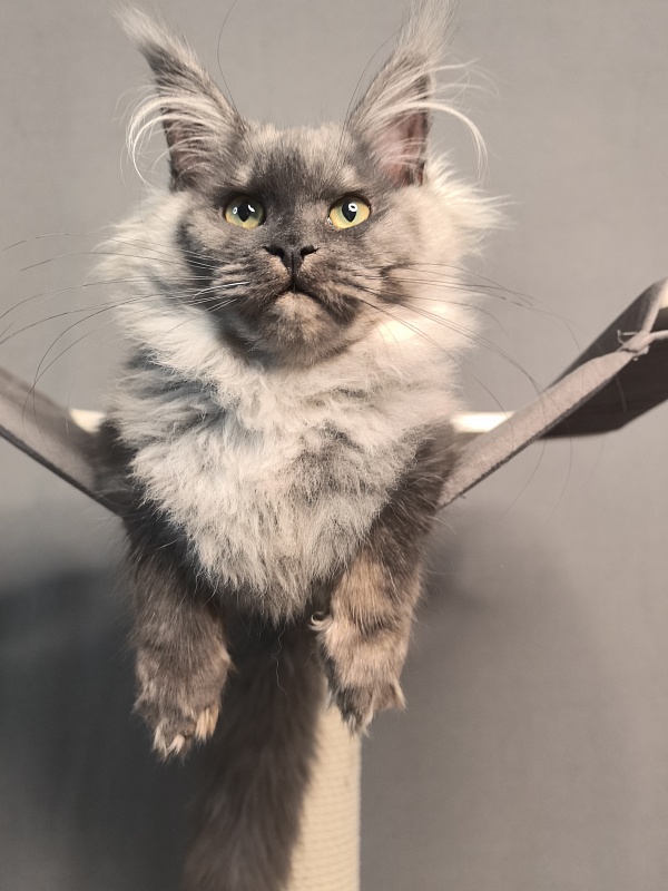 Q*Mary  Akbars - Kitten maine-coon 5 months 1.5 week