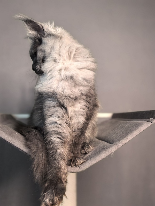 Q*Mary  Akbars - Kitten maine-coon 5 months 1.5 week