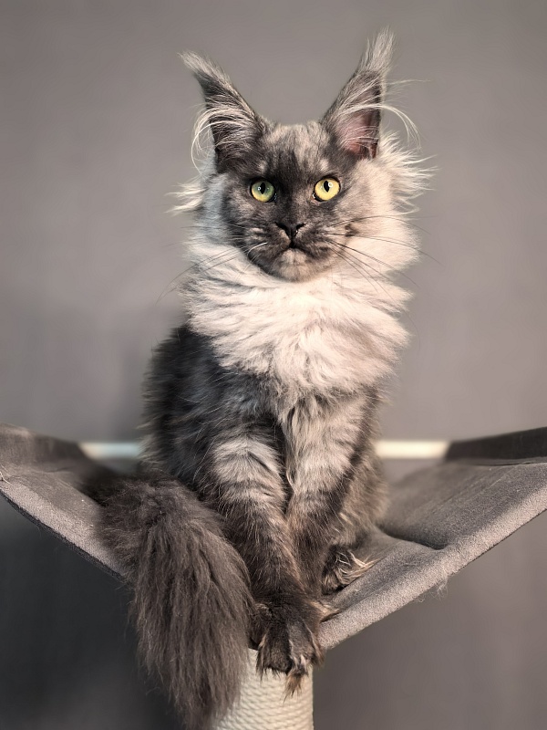 Q*Mary  Akbars - Kitten maine-coon 5 months 1.5 week