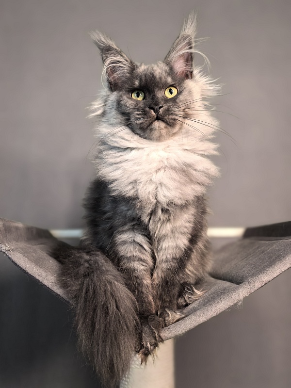 Q*Mary  Akbars - Kitten maine-coon 5 months 1.5 week