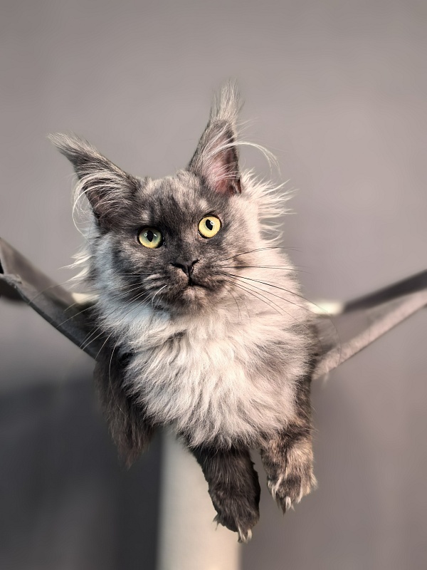 Q*Mary  Akbars - Kitten maine-coon 5 months 1.5 week