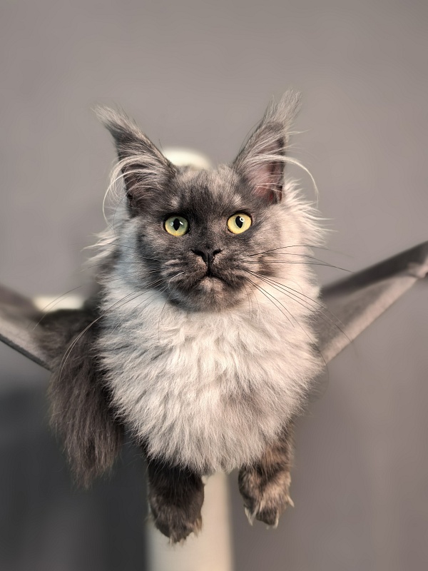 Q*Mary  Akbars - Kitten maine-coon 5 months 1.5 week