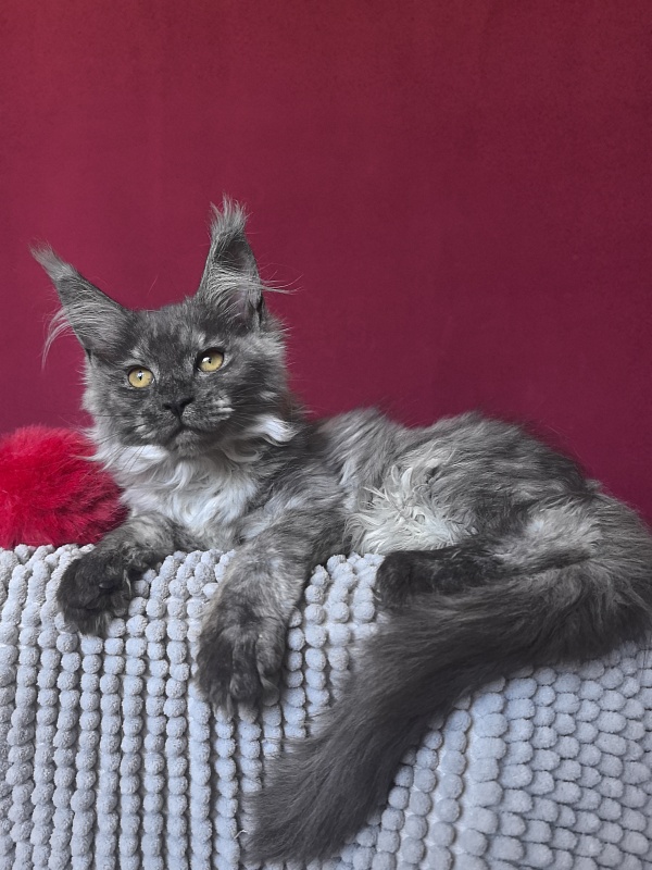 Queen Mary Akbars - Kitten maine-coon 2 months 4 weeks
