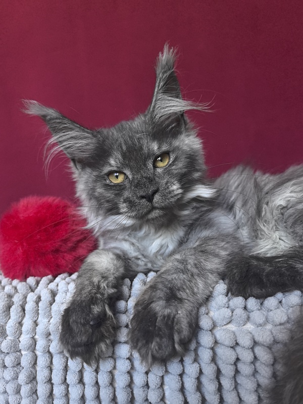Queen Mary Akbars - Kitten maine-coon 2 months 4 weeks