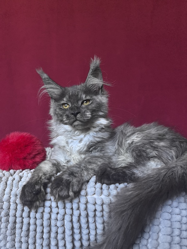 Queen Mary Akbars - Kitten maine-coon 2 months 4 weeks