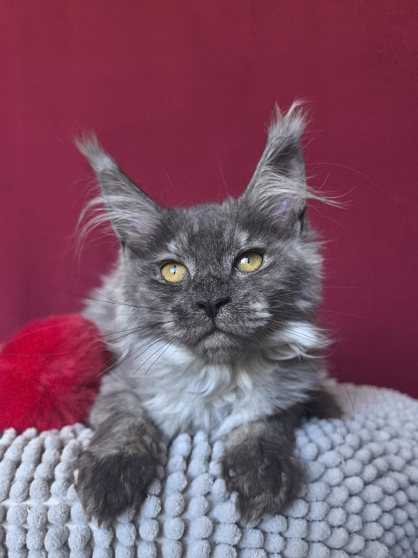 Queen Mary Akbars - Kitten maine-coon 2 months 4 weeks