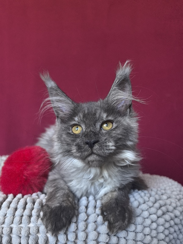 Queen Mary Akbars - Kitten maine-coon 2 months 4 weeks
