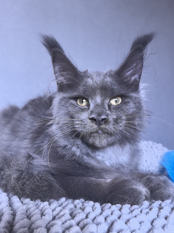 Ru*Fus  Akbars - Kitten maine-coon 3 months 1.5 week