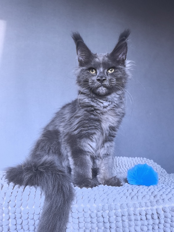 Ru*Fus  Akbars - Kitten maine-coon 3 months 1.5 week