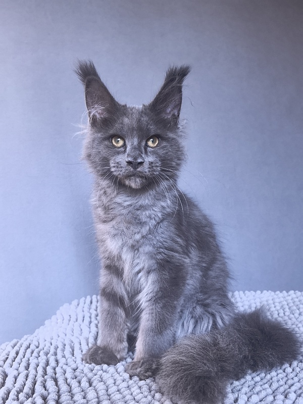 Ru*Fus  Akbars - Kitten maine-coon 3 months 1.5 week