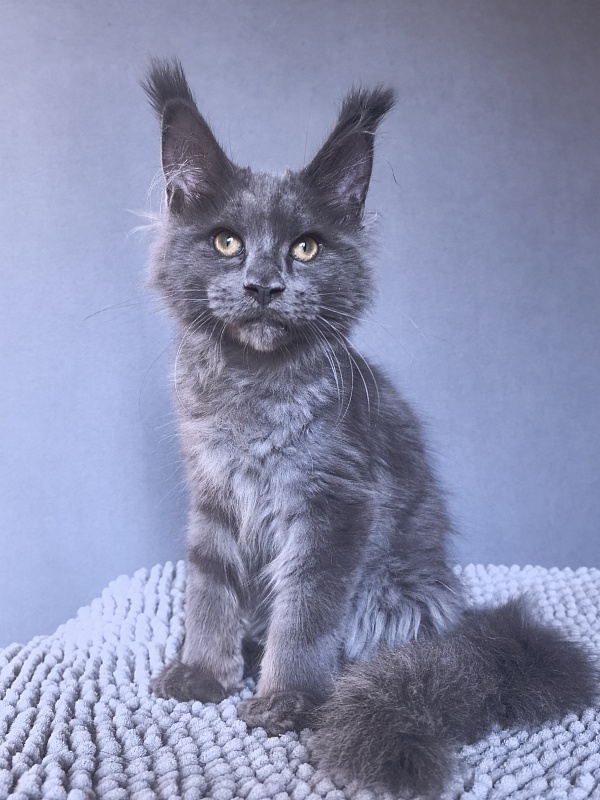 Ru*Fus  Akbars - Kitten maine-coon 3 months 1.5 week