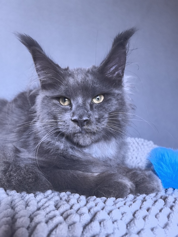 Ru*Fus  Akbars - Kitten maine-coon 3 months 1.5 week