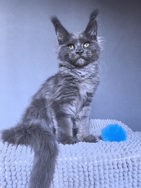 Ru*Fus  Akbars - Kitten maine-coon 3 months 1.5 week